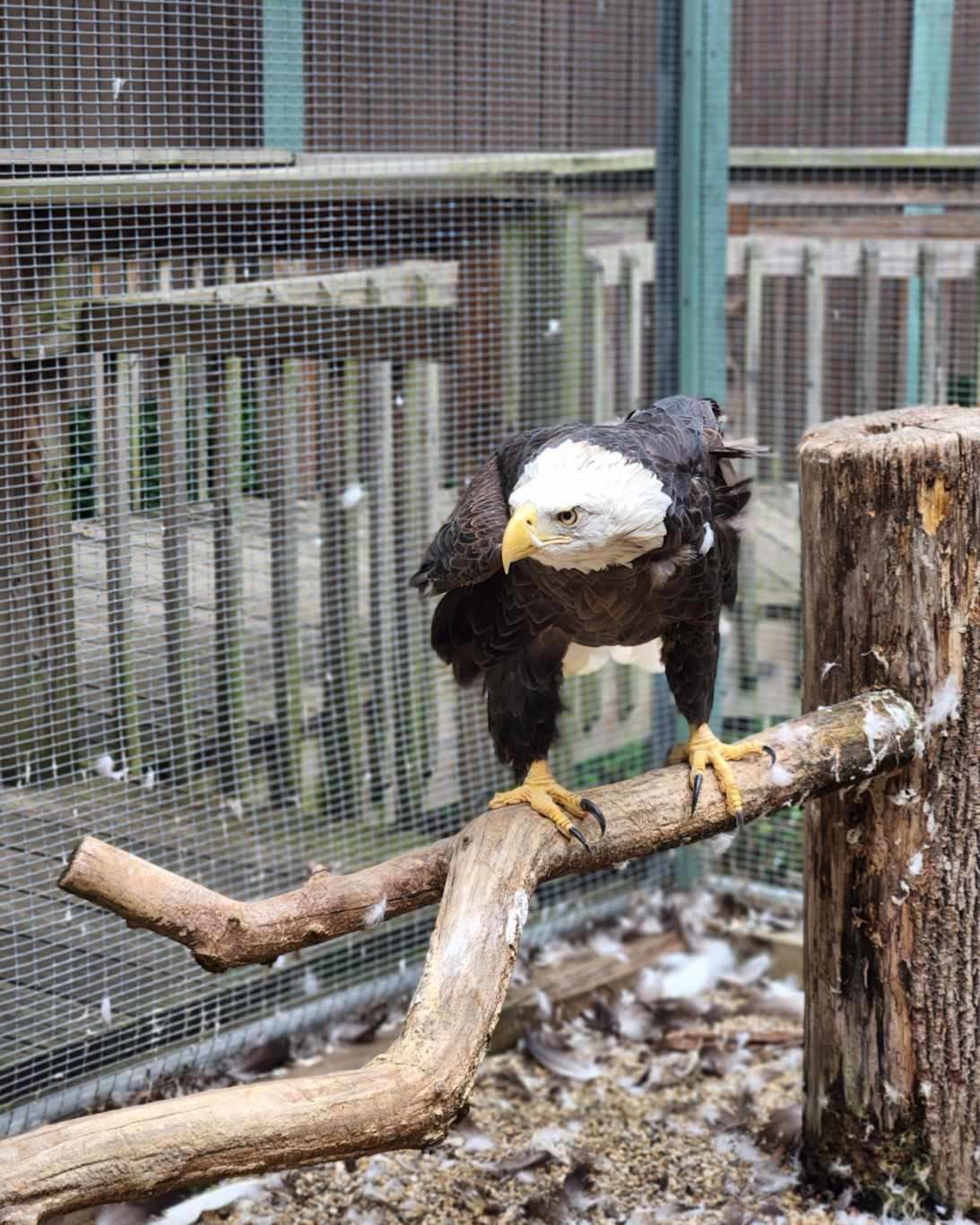 Eagle.JPG