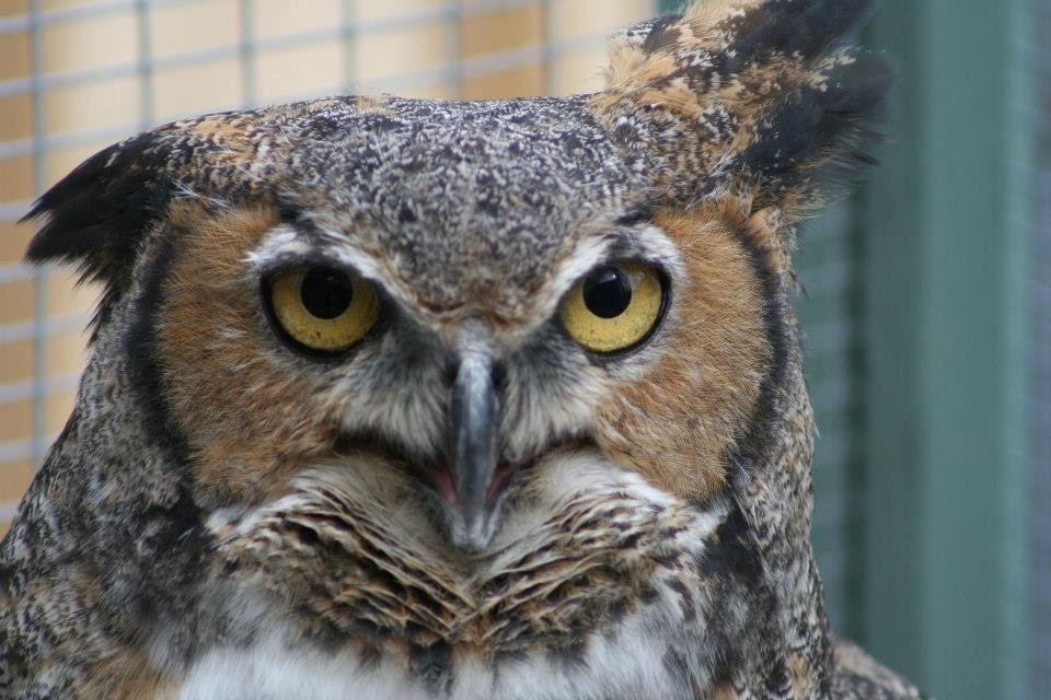 Great Horned Owl 1.jpg