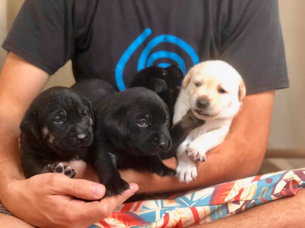 WhatsApp Image 2018-06-29 at 5.22.25 PM.jpeg