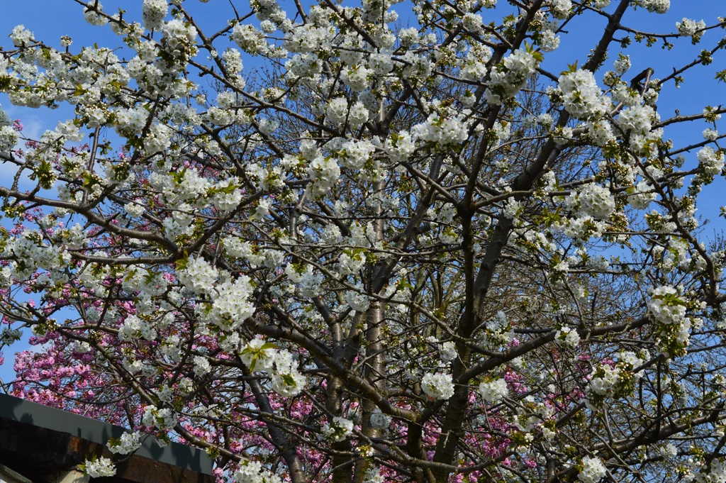 10 April 2017.jpg
