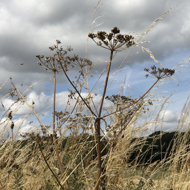 3.Cow parsley.jpeg