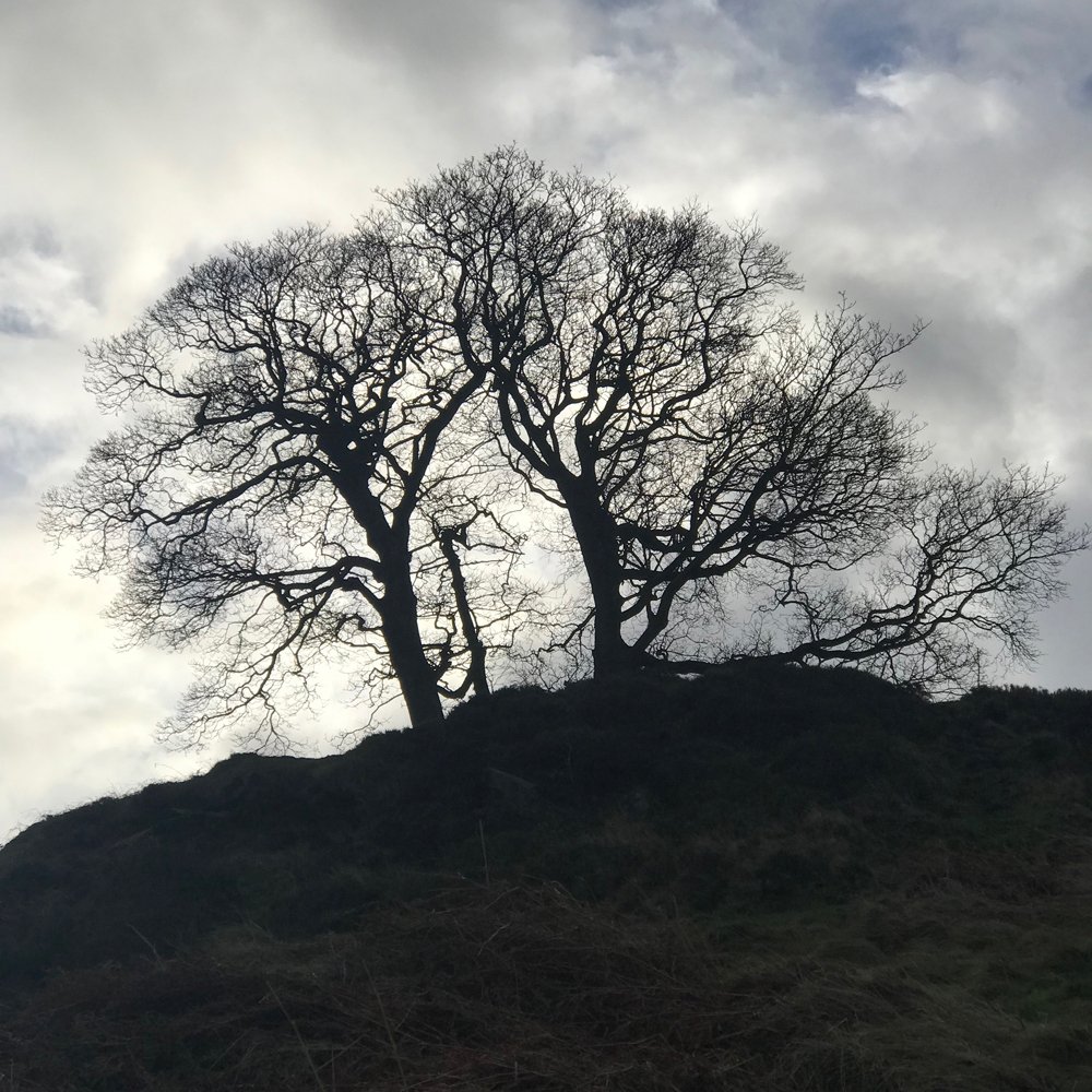 Ilkley moor tree small.jpg