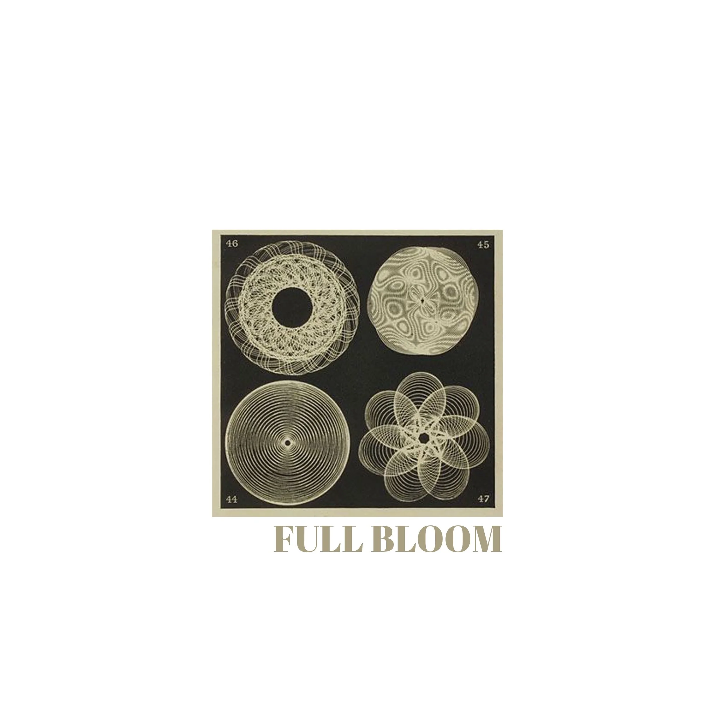 full bloom.jpeg