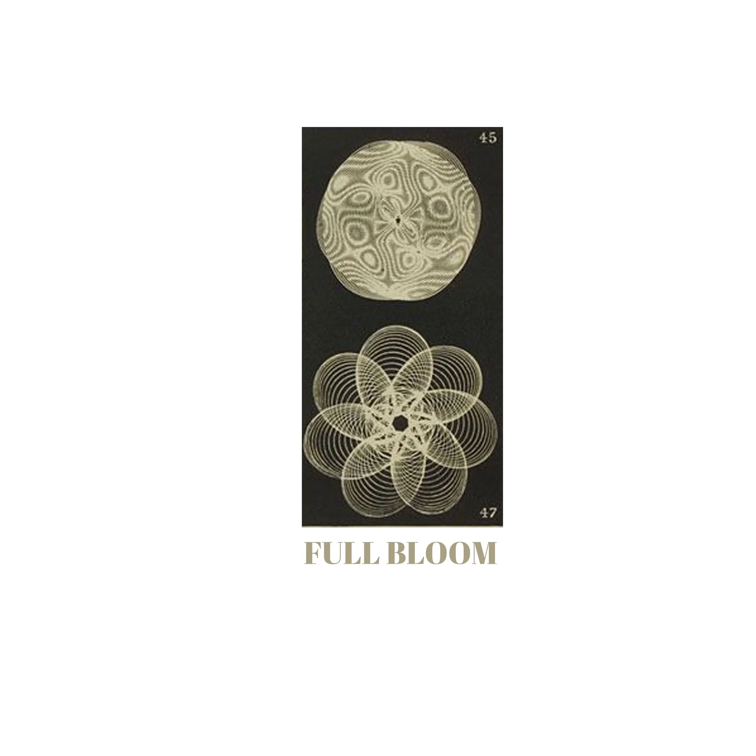 full bloom2.jpeg