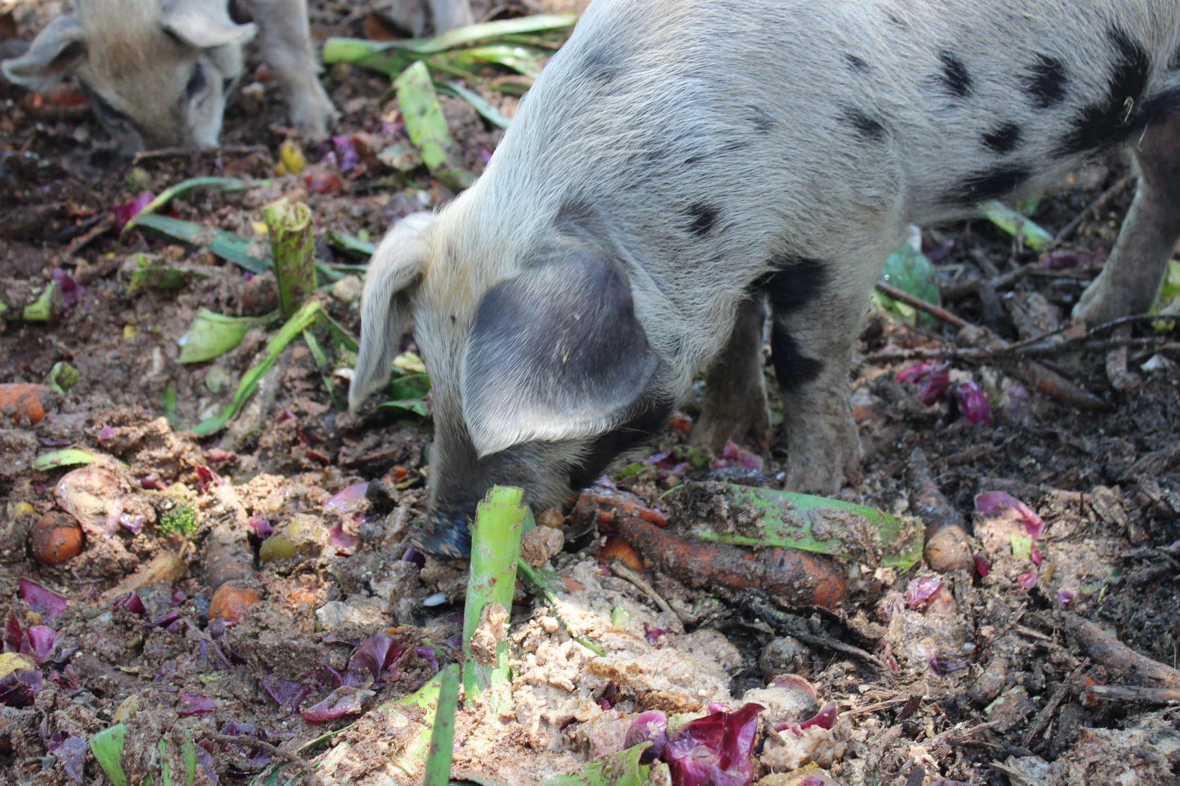 A Golden Hoof Farms piglet sorts through larger food waste scraps for a tasty treat