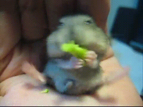 hamster brocolli.gif