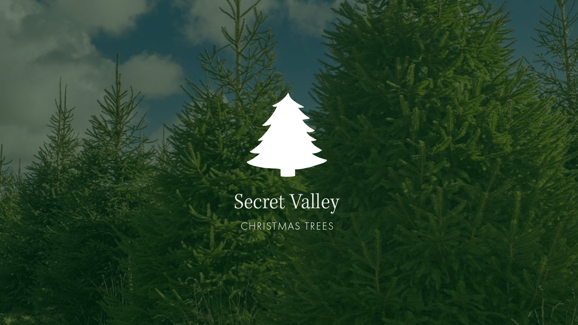 Blog — Christmas Trees In Somerset