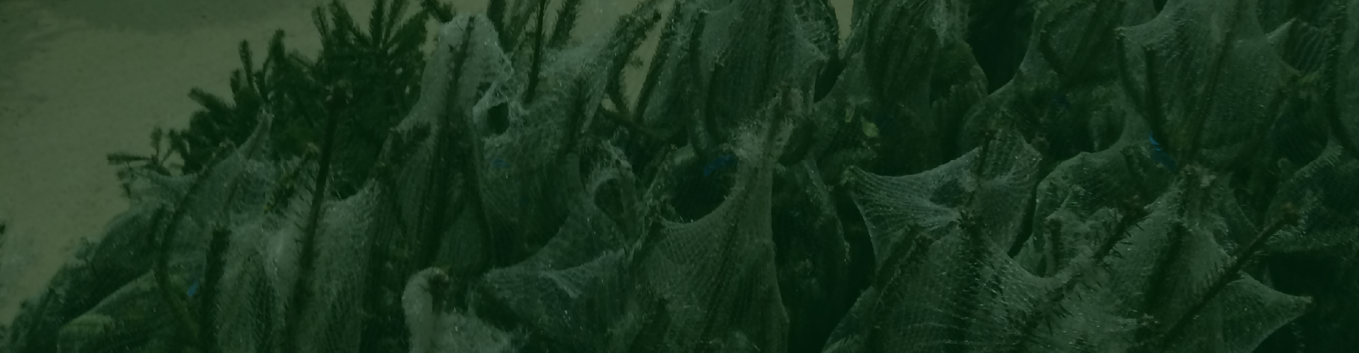 Somerset Christmas Trees From £12 While Stocks Last! — Christmas