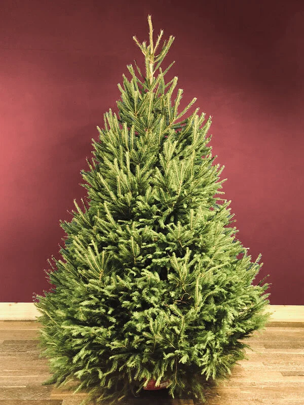 Real Christmas Trees in Somerset from £22