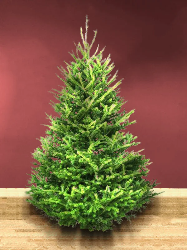 Real Christmas Trees in Somerset from £22