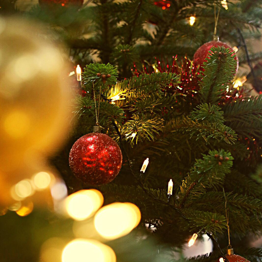 Real Christmas Trees in Somerset from £22