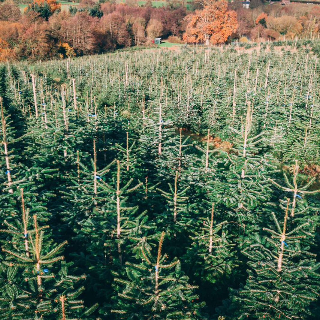 Real Christmas Trees in Somerset from £22