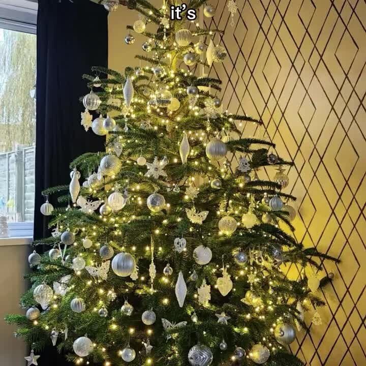 Real Christmas Trees in Somerset from £22