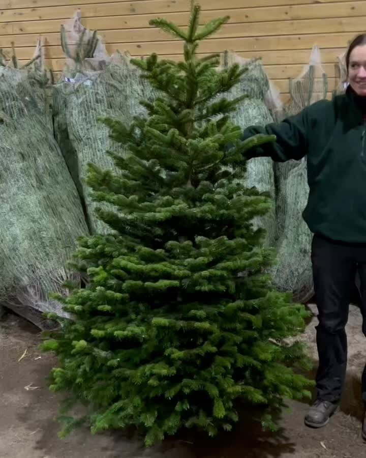 Real Christmas Trees in Somerset from £22