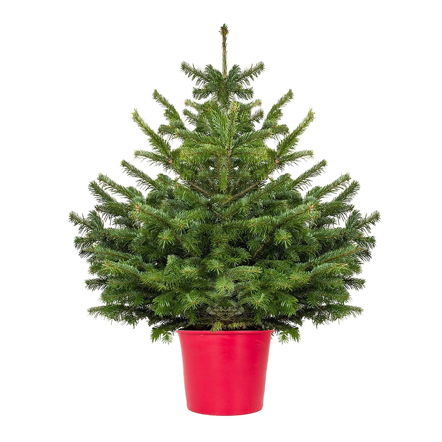 Real Christmas Trees in Somerset from £22