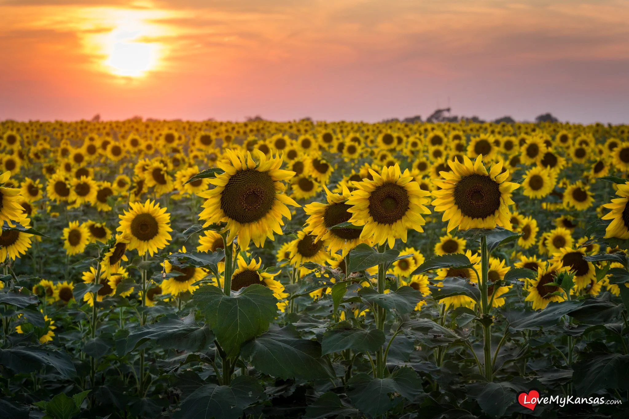 Sunflower Sunrise — 34th State Media LLC