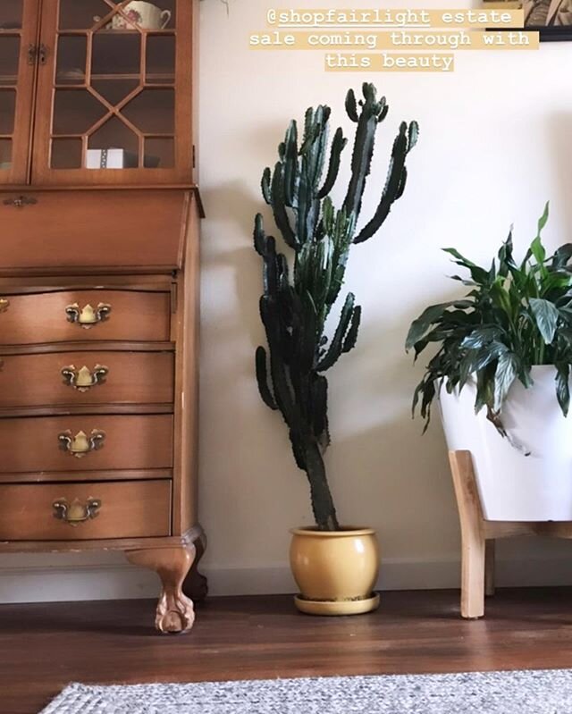 We love seeing how you style your estate sale treasures! @thatess scored big at our Fort Collins sale this weekend with an amazing cactus that looks perfect in her space. #shopsmall #shopsustainable #shopfairlight #cactus #allplantsallthetime #estate