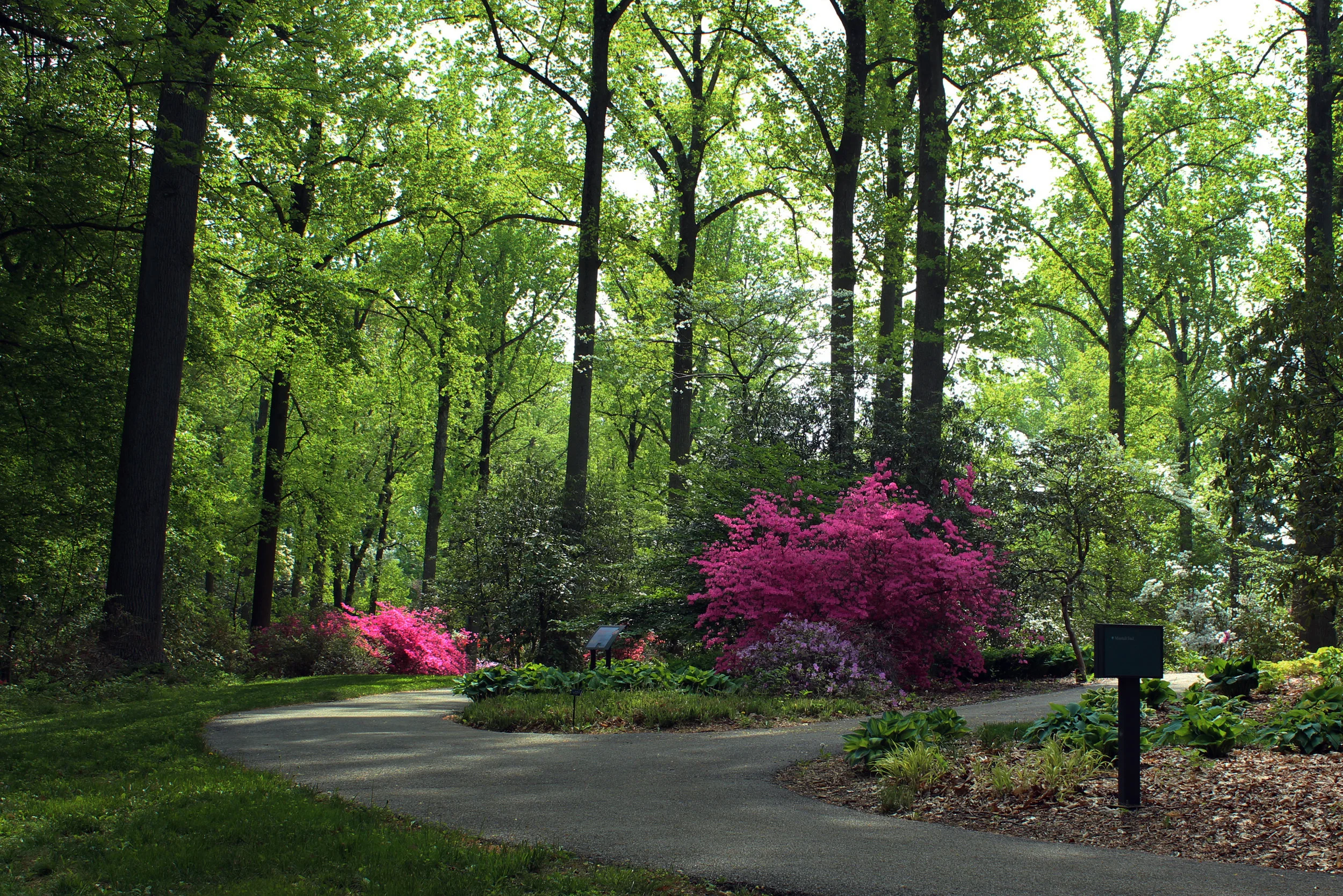 NEW - rhododendron garden and path - DC.jpg