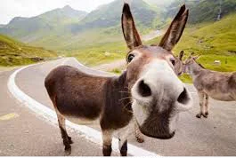 donkeyshop.jpg
