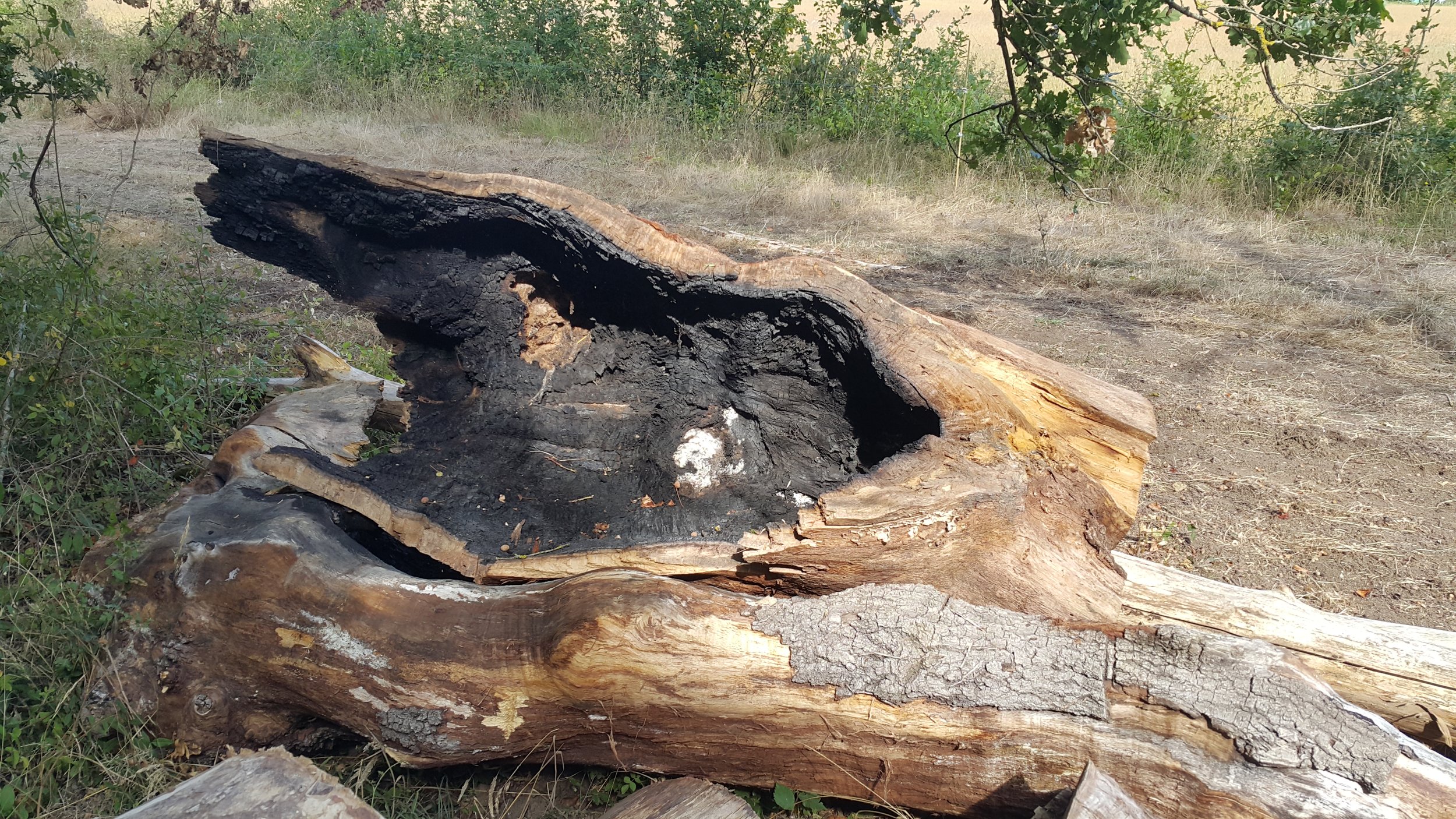 Lightning Oak Collecting the wood (6).jpg
