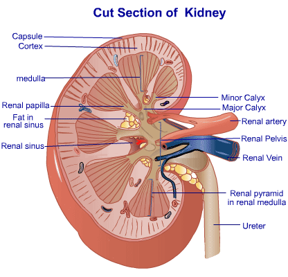 kidney_diagram.gif