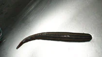 leeches_25.jpg