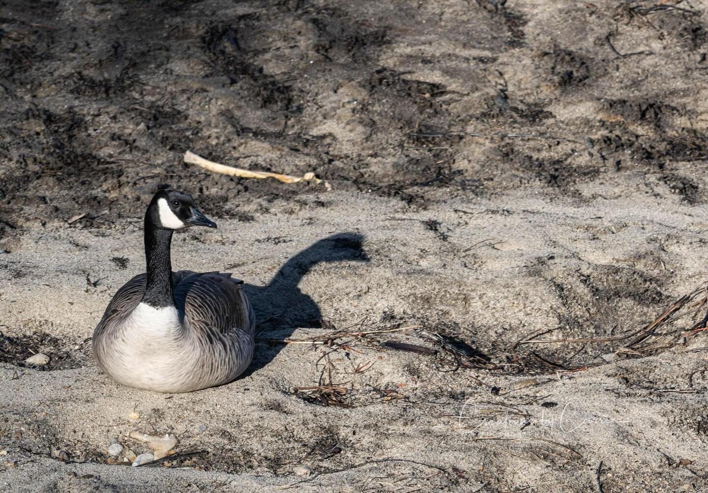 #telephoto#telephotolens#canadiangoose#kootenaiwildliferefuge#idaho#idahome