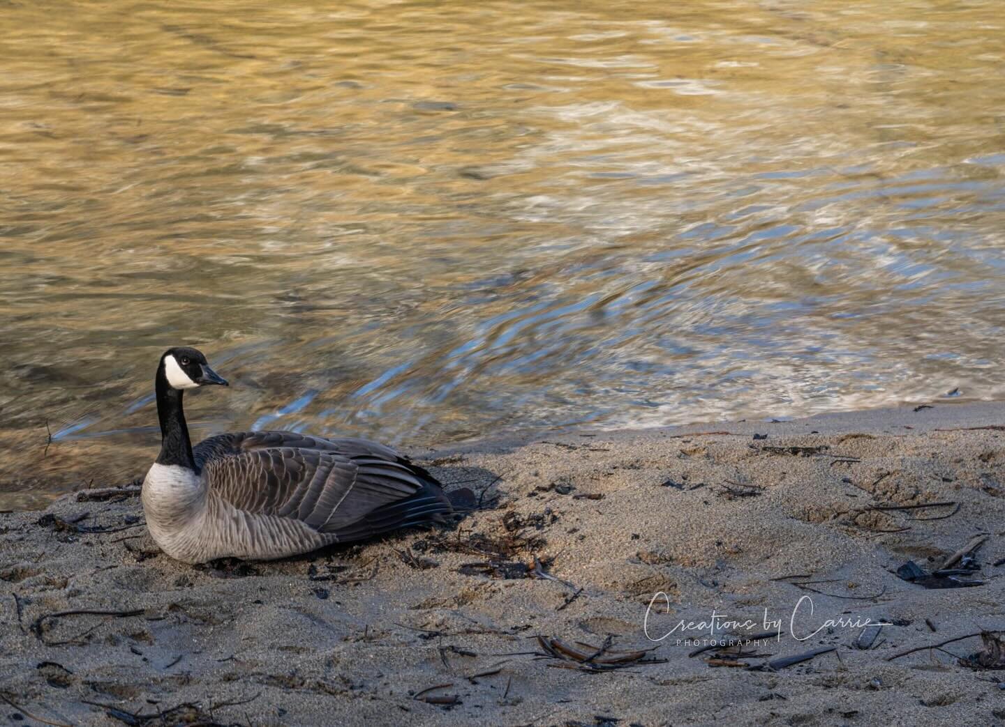 #telephoto#canadiangoose#kootenaiwildliferefuge#idaho#idahome