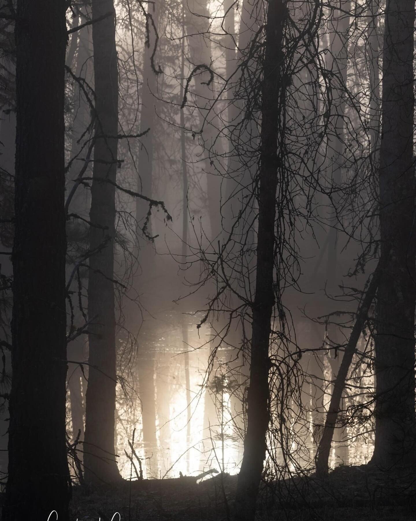 #foggy#mist#kootenaiwildliferefuge#idaho#idahome