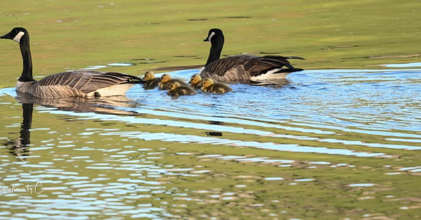 #canadiangeese#goslings#snakeriver#idaho#idahome