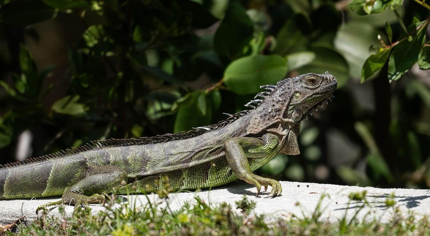 #iguana#terrifying#florida#sanibelisland#hopeitdoesntchaseme