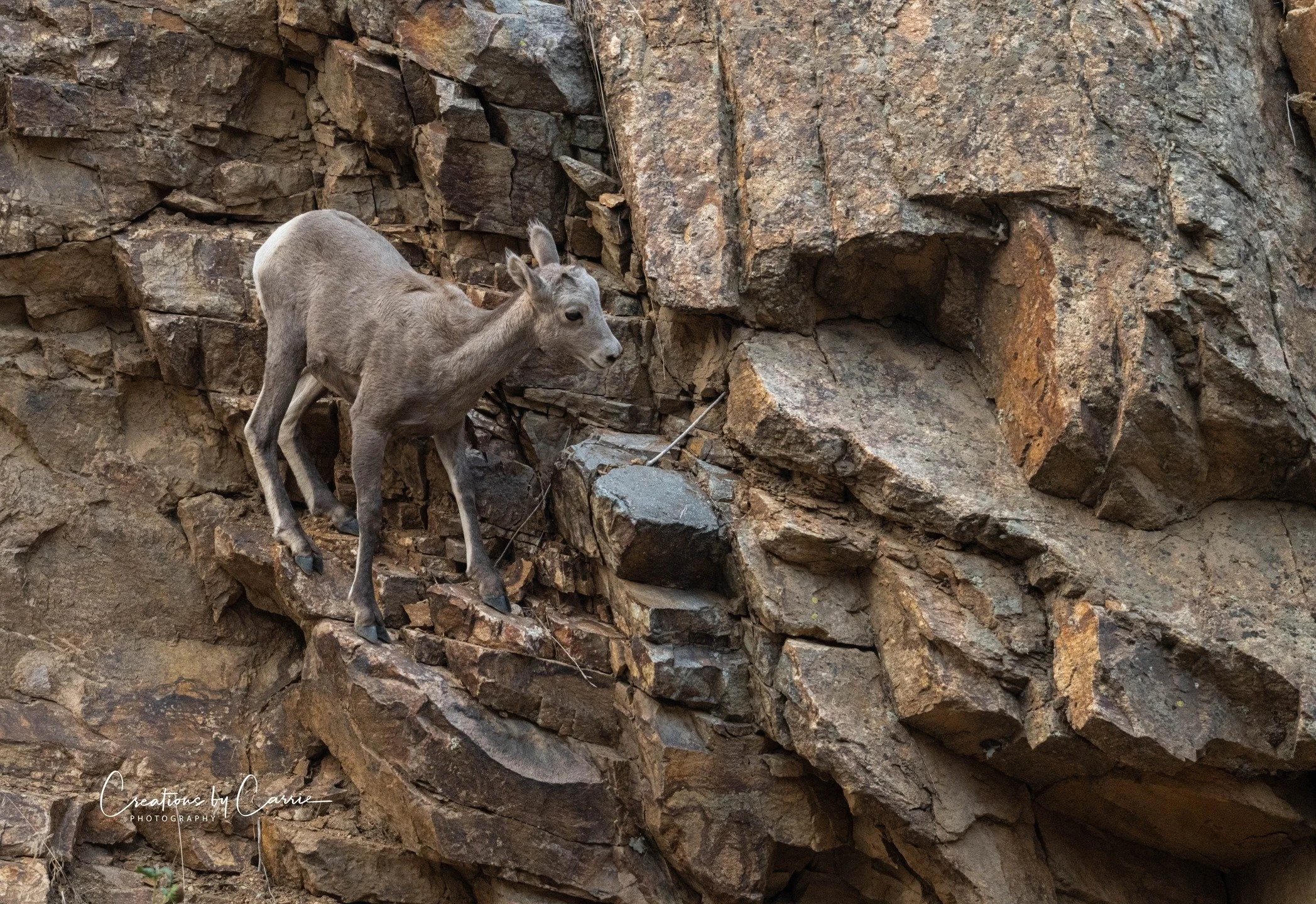 #bighornsheep#lamb#surefooted#northforksalmonriver#idaho#idahome