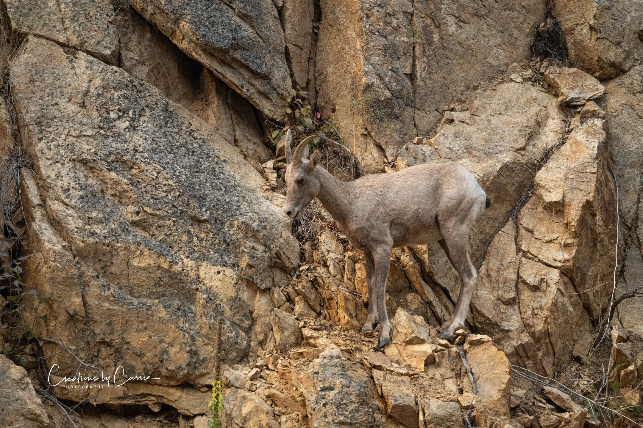 #bighornsheep#ewe#northforksalmonriver#idaho#idahome