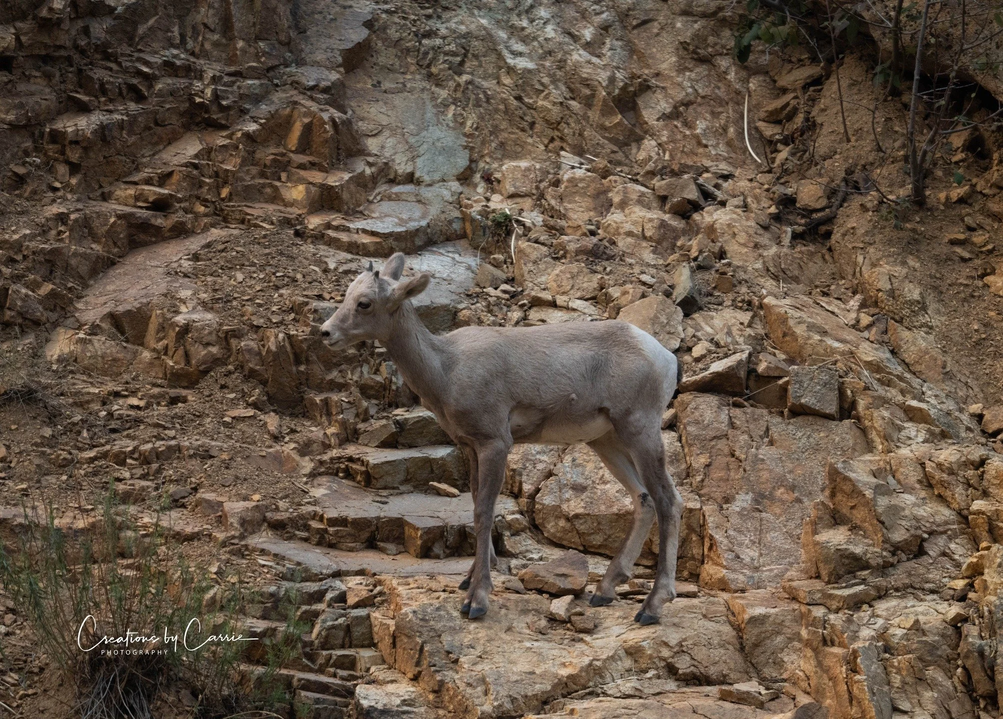 #bighornsheep#lamb#posing#northforksalmonriver#idaho#idahome
