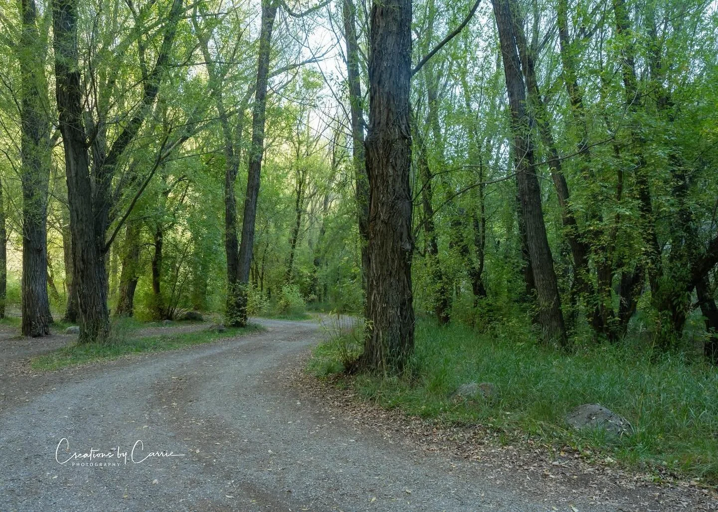 #softlight#leadingline#intothewoods#woodcampcampground#logancanyon