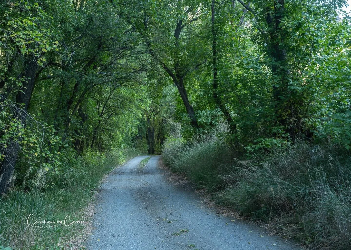 #path#intothewoods#woodcampcampground#logancanyon