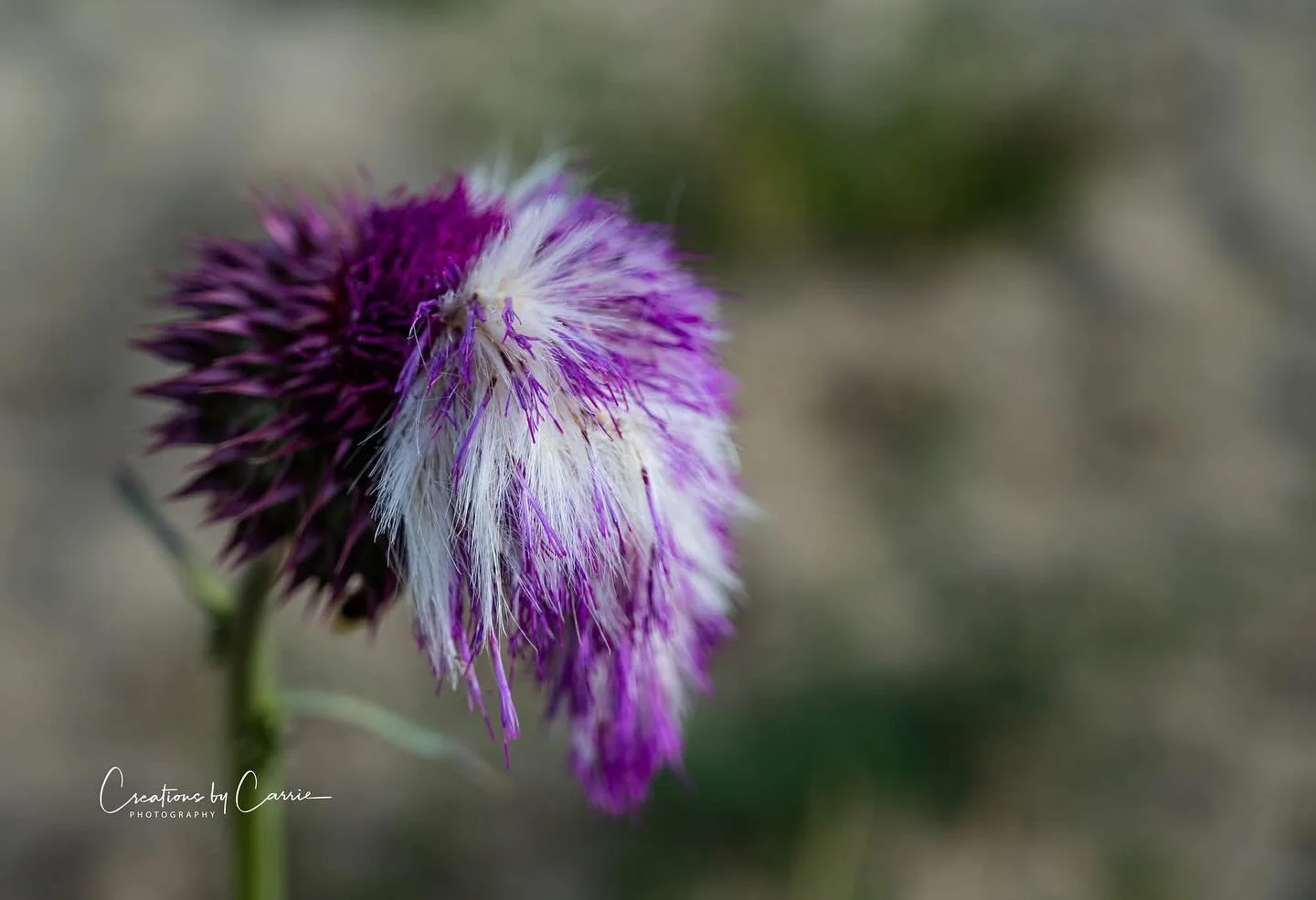 #thistle#beautyinthorns#vibrant#purple#idaho#idahome