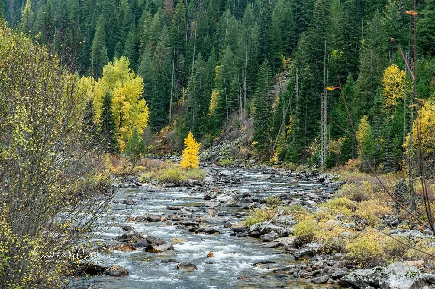 #littleyellowtree#commandingattention#kellycreek#idaho#idahome