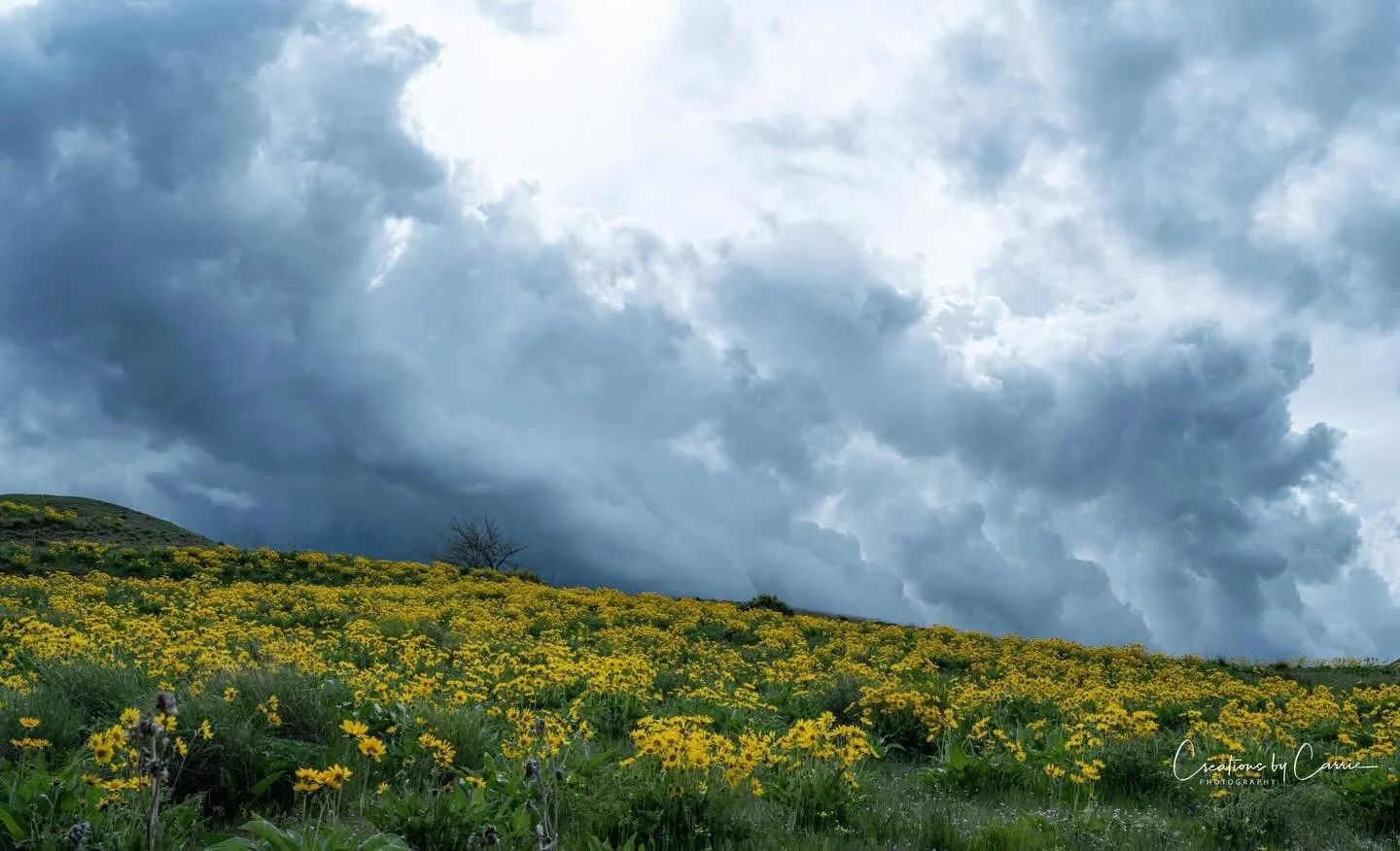 #clouddrama#arrowleafbalsamroot#brownleereservoir