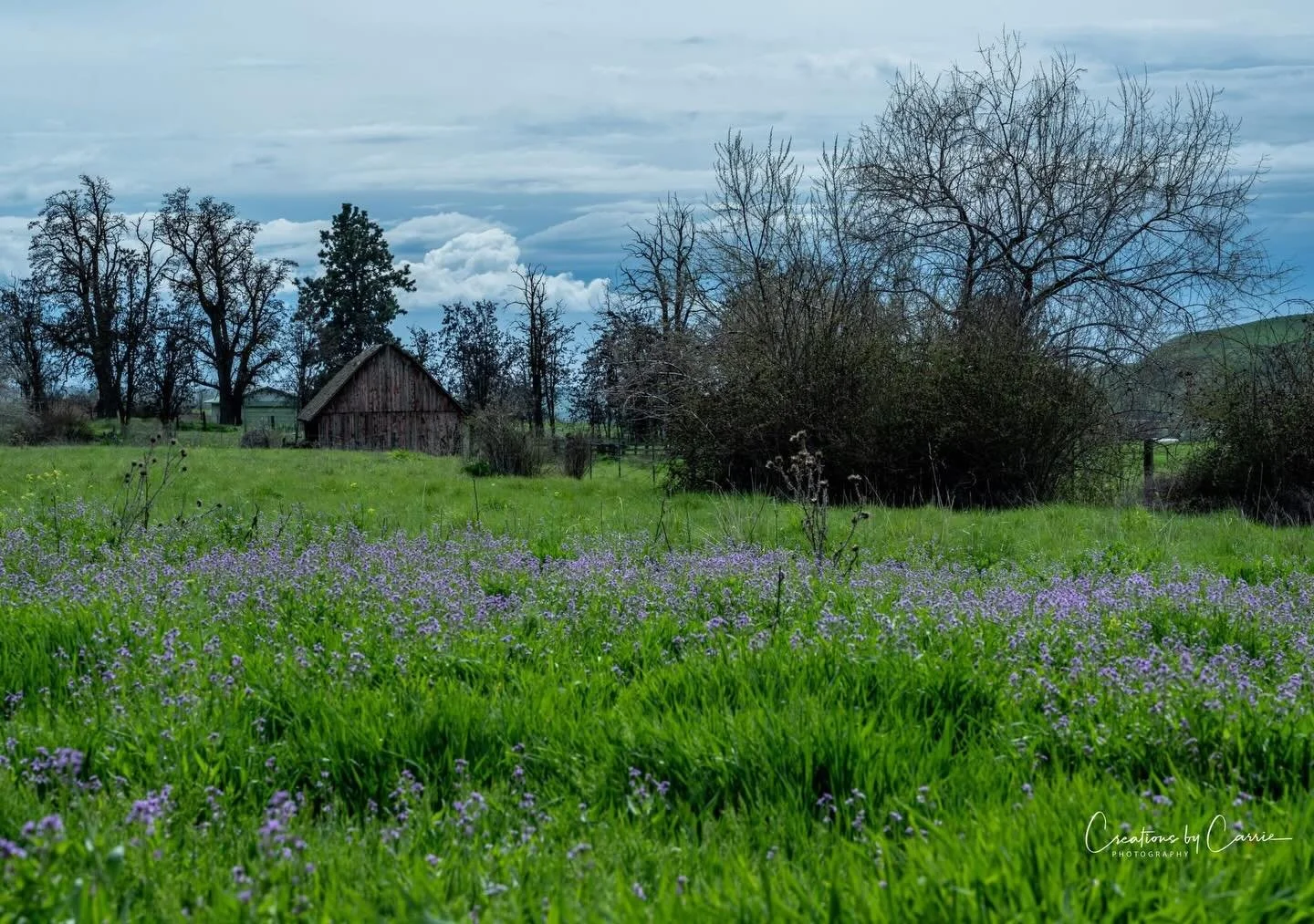 #fieldofgreenandpurple#oldbarn#weiser#idahome