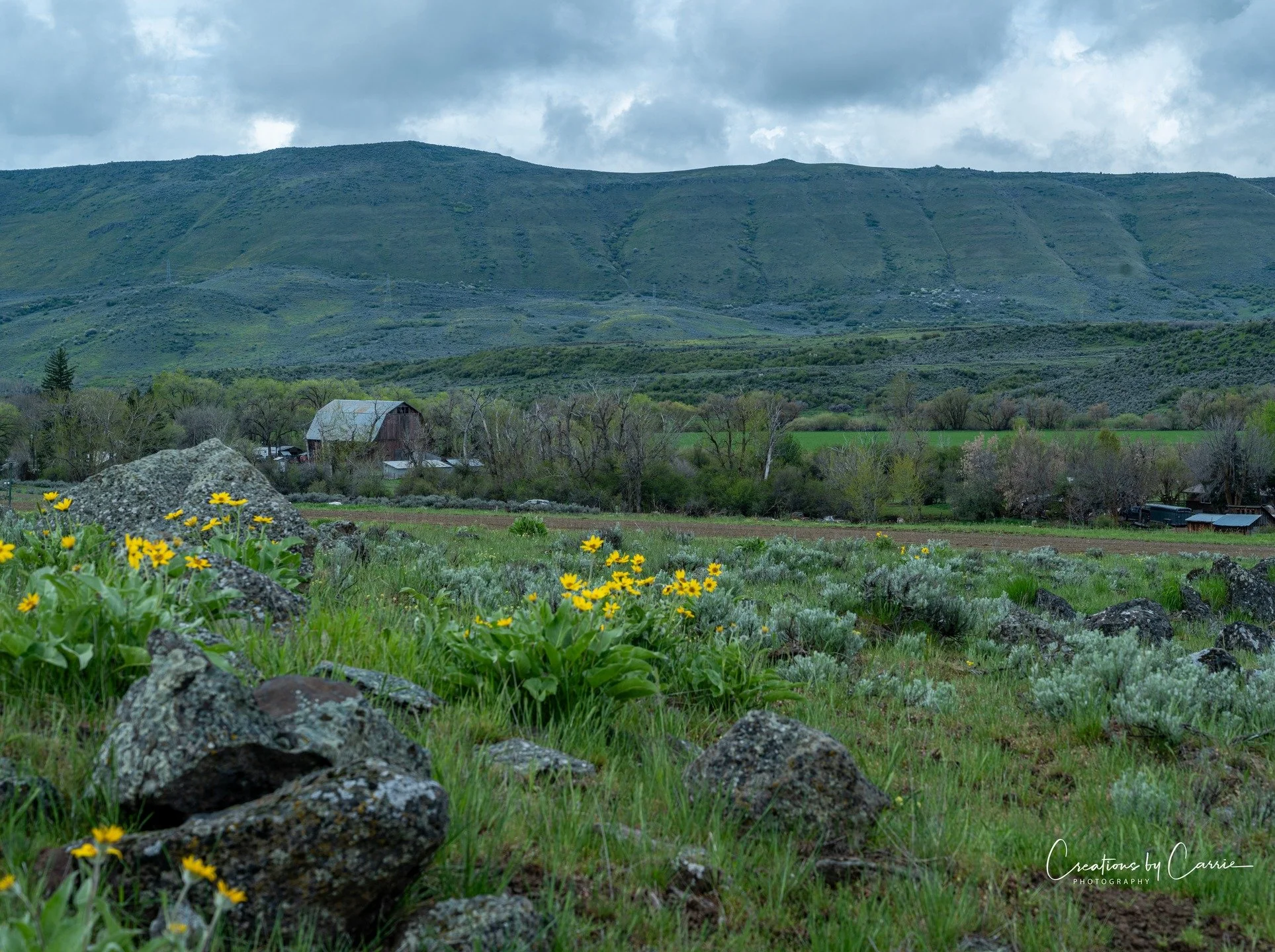 #oldbarn#smallboulders#wildflowers#cambridge#idaho