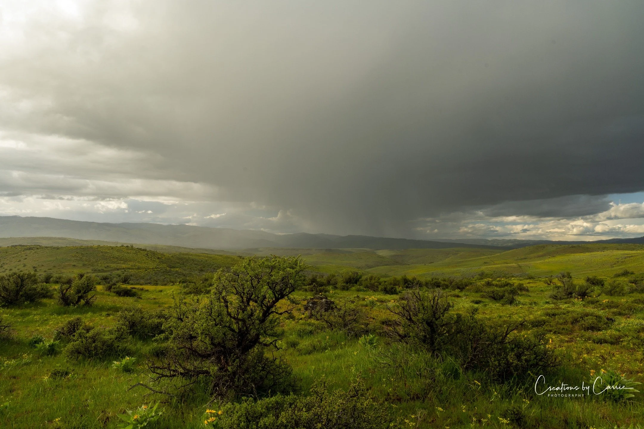 #stormclouds#wildflowers#idaho#idahome