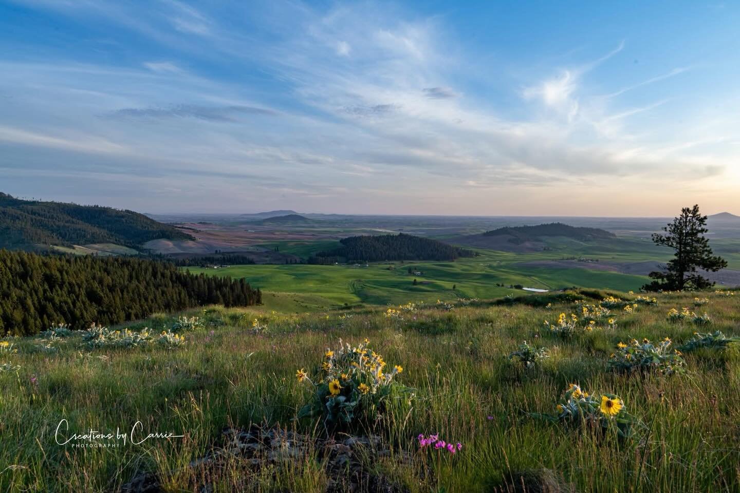#mccroskeystatepark#wildflowers#palouse#rollinghills