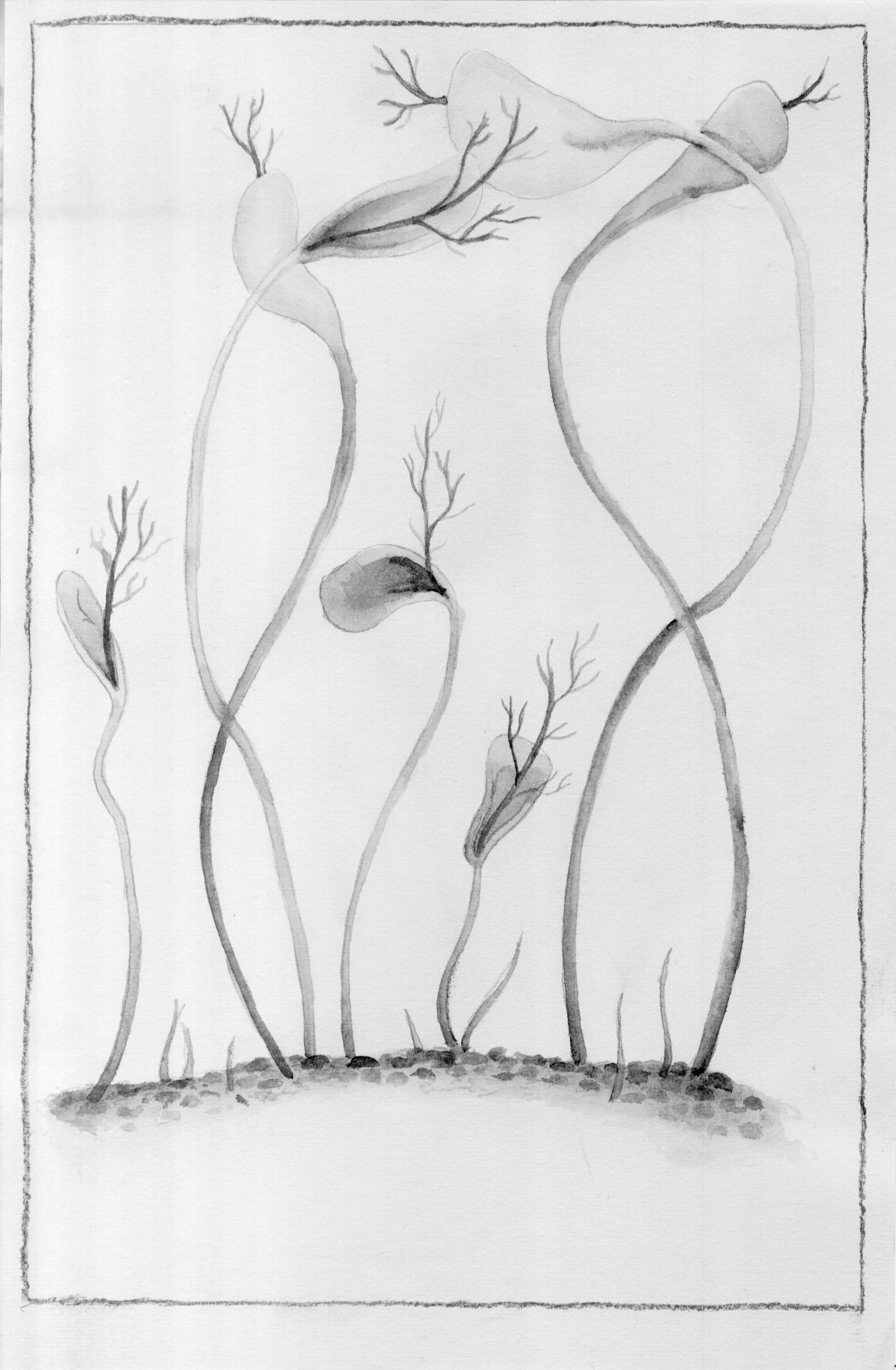 Plants 1 bw .png