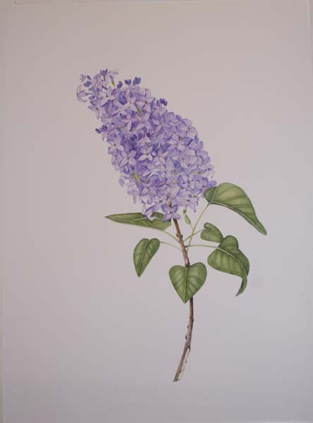 Liz Fusco-Spring Lilacs-Watercolor on Paper.jpg