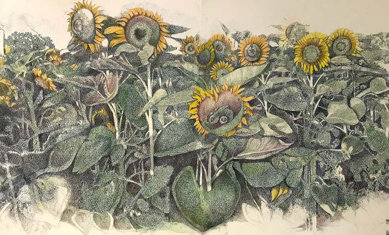 Margaret Minardi-Sunflowers North Fork-Colored PencilPrintmaking.jpg