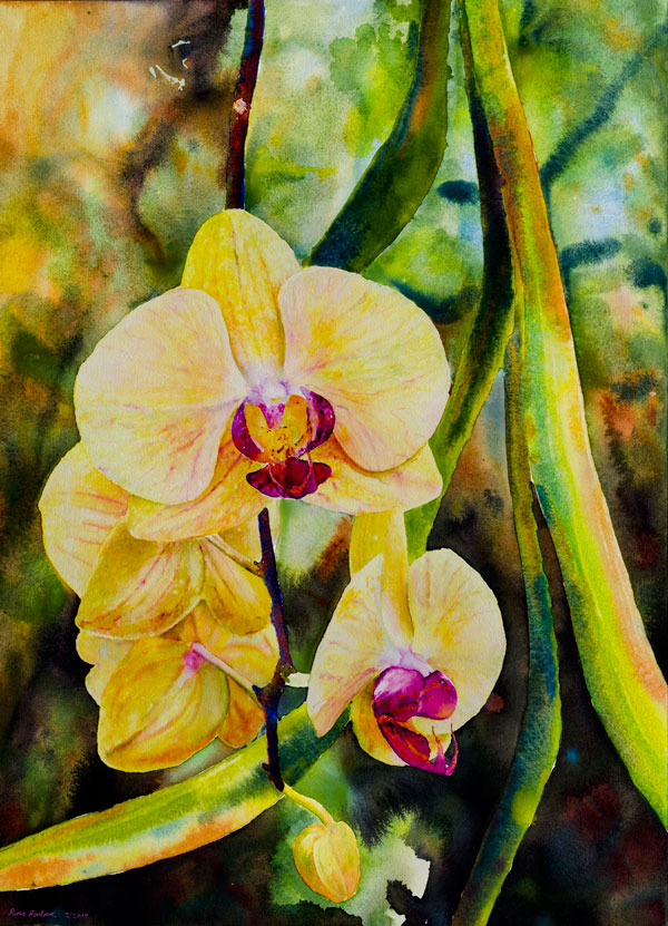  Phalaenopsis Orchids, watercolor on paper, 30 x 22, 2017