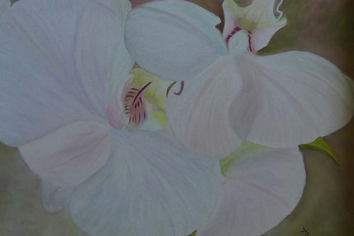 Orchid Elegance - Oil - 24x20 - $495