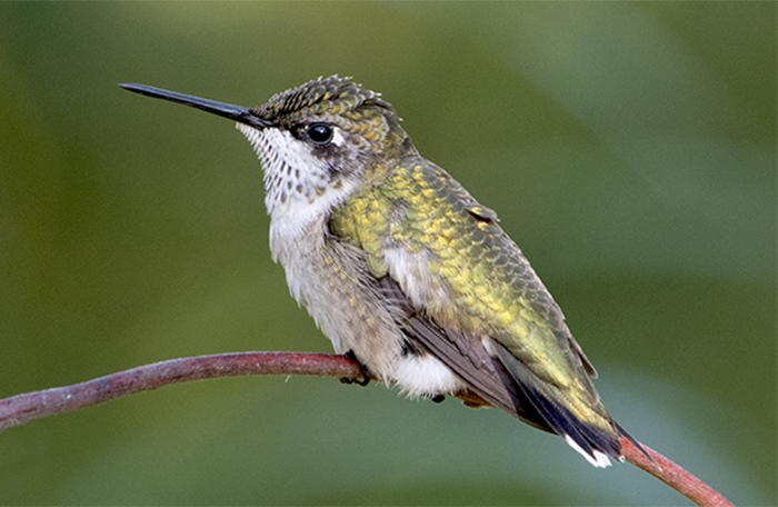 mortimore_hummingbird_registry.jpg