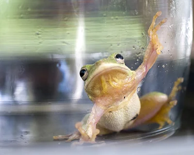 mortiimore_greenfrog_registry.jpg